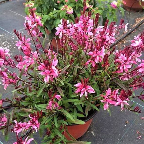 Gaura Giggles Pink Shades(C2)