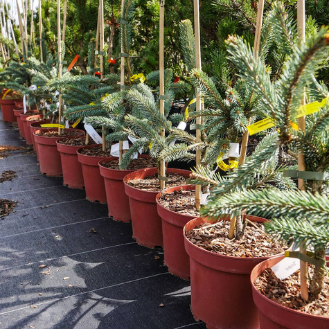 Świerk Engelmanna Snake świerk wężowy