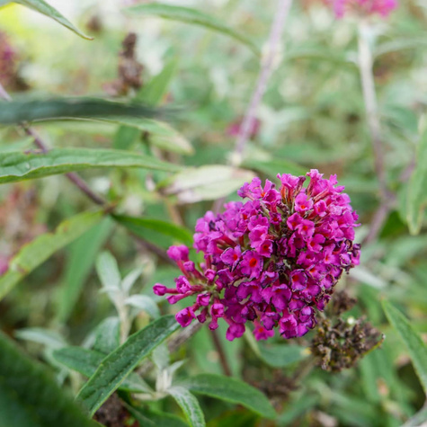Budleja Dawida Summer Bird Raspberry (C2)