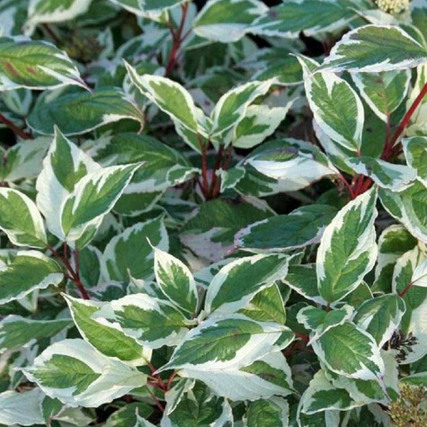 Dereń biały Sibirica Variegata (C2)