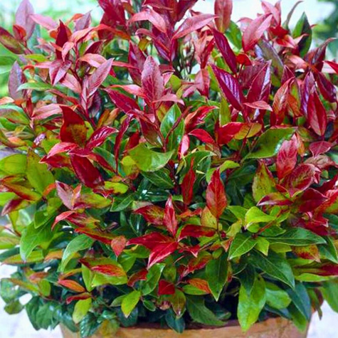 Kiścień japoński Royal Ruby (C2)