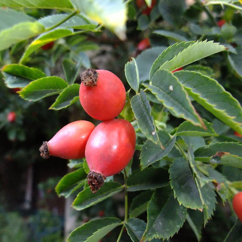 Róża Dzika Właściwości Zdrowotne (C2)