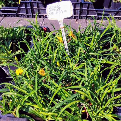 Liliowiec ogrodowy Stella de Oro