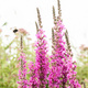 Krwawnica rózgowata Dropmore Purple (C2)
