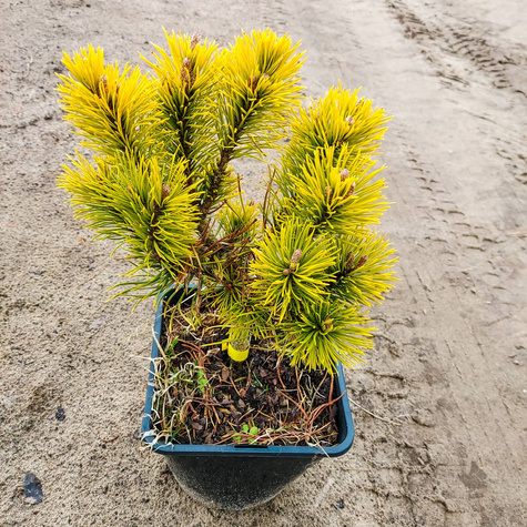 Sosna Winter Gold szczepiona NP