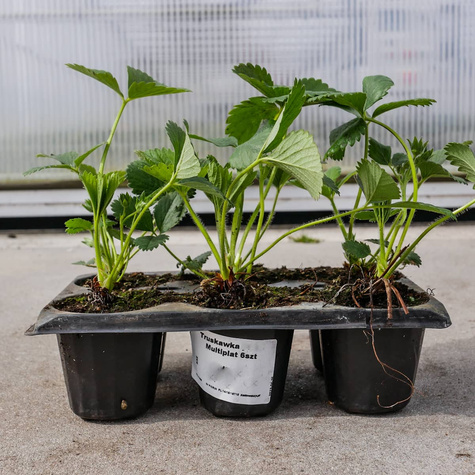 Truskawka pnąca wisząca Selva powtarzająca Multiplat 10szt