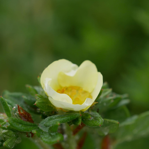 Pięciornik krzewiasty 'Primrose Beauty' (C1.7)