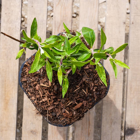 Budleja Dawida Free Petite Tutti Frutti miniaturka (C2)