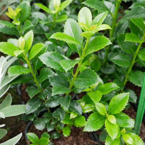 Ostrokrzew Hachfee Żeński (C2)