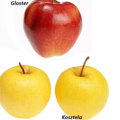 Duo Jabłoń Kosztela + Gloster Plant Pack