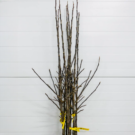 Jabłoń Lobo Plant Pack