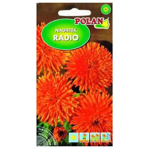 Nagietek karłowy Radio pomarańczowy 3g