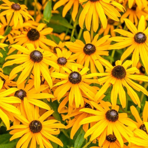 Rudbekia Okazała żółta