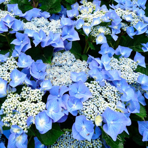 Hortensja ogrodowa Blaumeise (P9)
