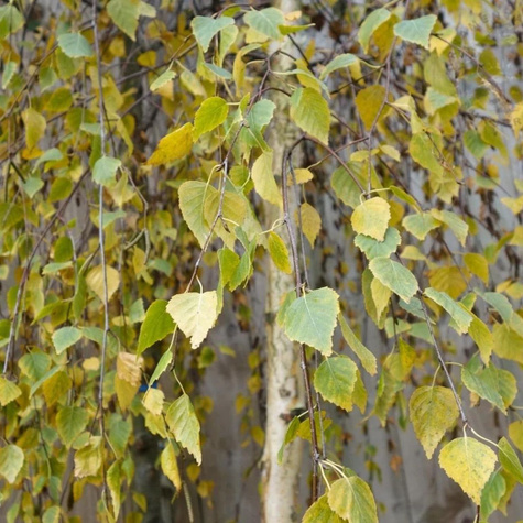 Brzoza brodawkowata Yongii (C2)