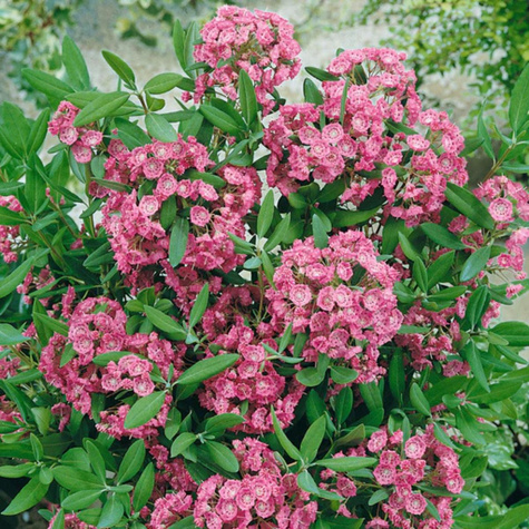 Kalmia angustifolia Rubra (C2)