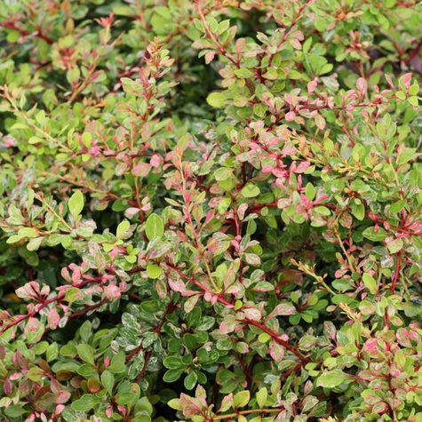 Berberys Thunberga Natasha (C2)