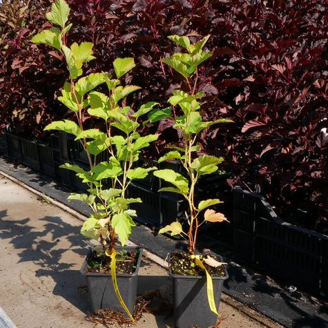 Pęcherznica kalinolistna (P9)