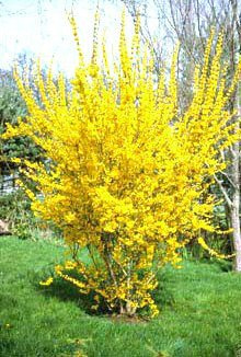 Forsycja pośrednia Pa (C2)