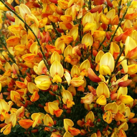 Szczodrzeniec Żarnowiec Apricot Gem żółto-pomarańczowy (C2)