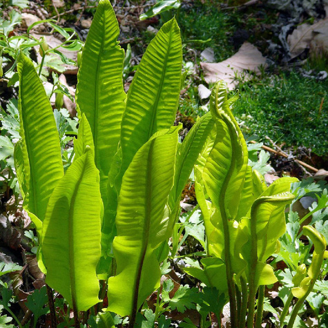Języcznik zwyczajny - król cienistego zakątka (C2)