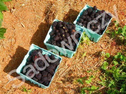 Jeżyna czarna w doniczce kolczasta