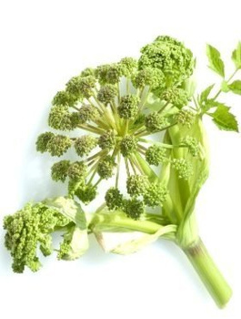 Arcydzięgiel Dzięgiel litwor 0,5 g