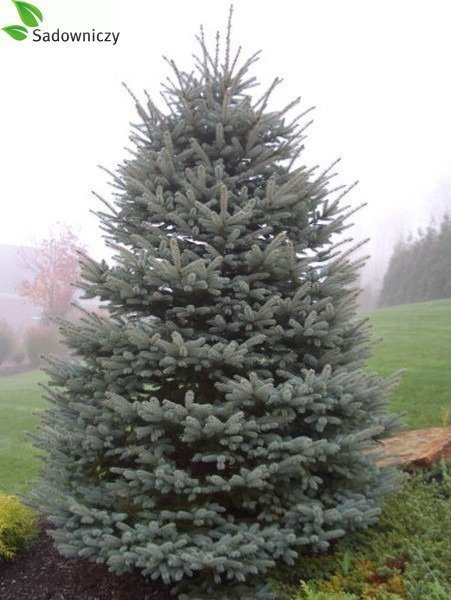 Świerk kłujący Dolores