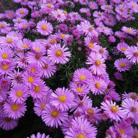 Aster krzaczasty Peter Harrison różowy niski