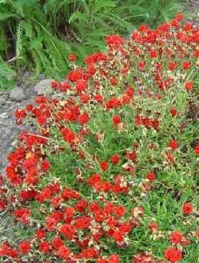 Posłonek Amabile Plenum (P9)