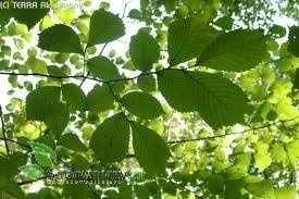 Wiąz Camperdownii szczepiony na pniu