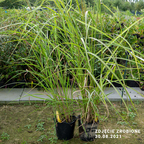 Miscanthus sinenesis Miskant chiński 'Nippon'