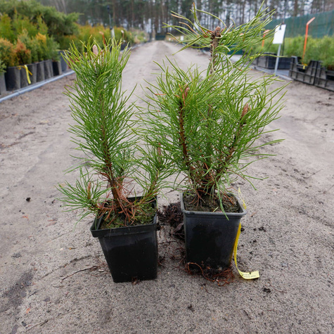 Sosna górska kosodrzewina (C2)