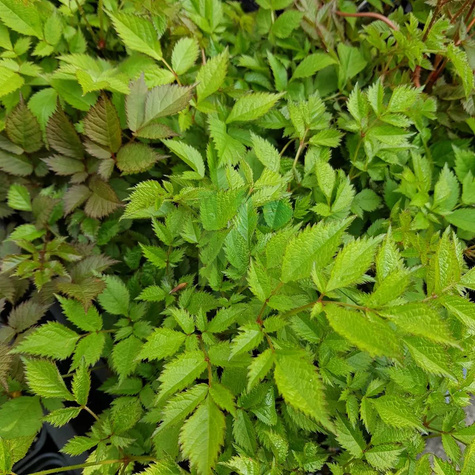 Tawułka Thunberga Prof. van der Wielen (P9)