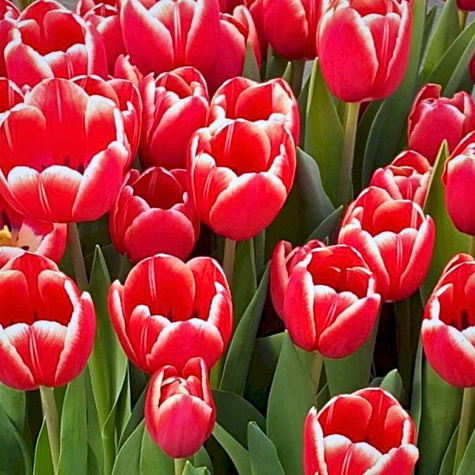 Tulipan Triumph Kung Fu