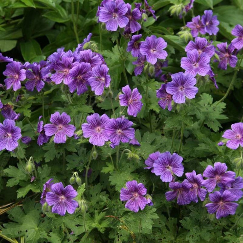 Bodziszek Wspaniały