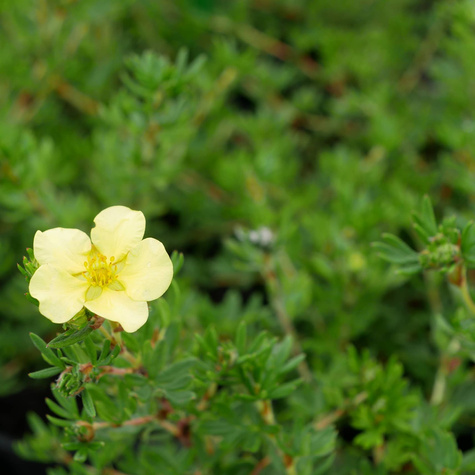 Pięciornik krzewiasty 'Living Daylight' (C2)