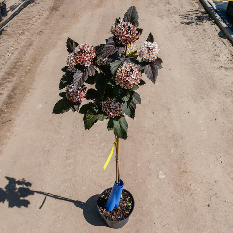 Pęcherznica kalinolistna Diabolo FA (C5)