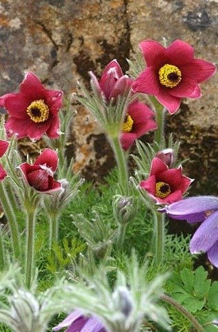 Sasanka dzwonkowata otwarta czerwona 0,2g