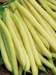 Fasola szparagowa żółta karłowa bezłykowa Golden Teepee 30g