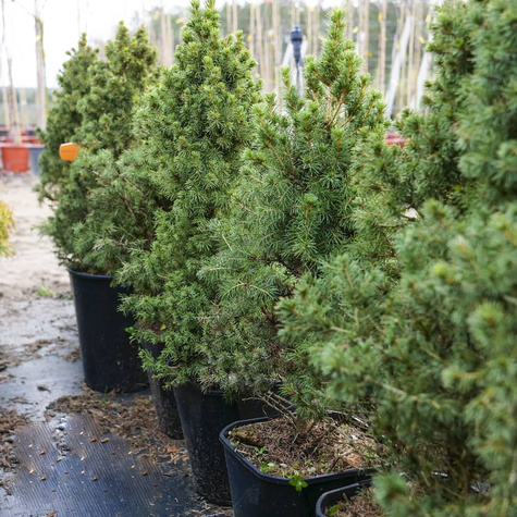 Świerk biały Conica