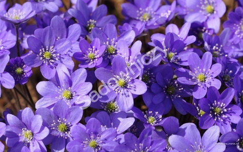 Przylaszczka pospolita (C2)