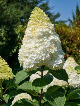 Hortensja bukietowa Living Sugar Rush (C2)
