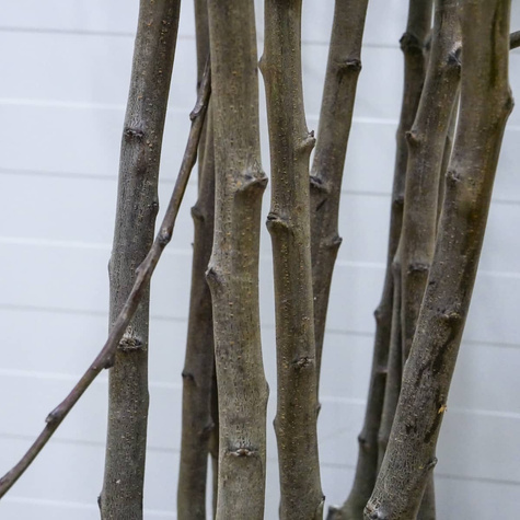 Śliwa japońska Czarna Plant Pack