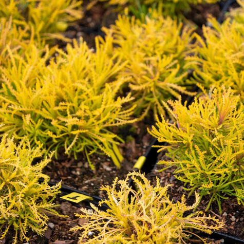 Santolina Lemon Fizz (C2)