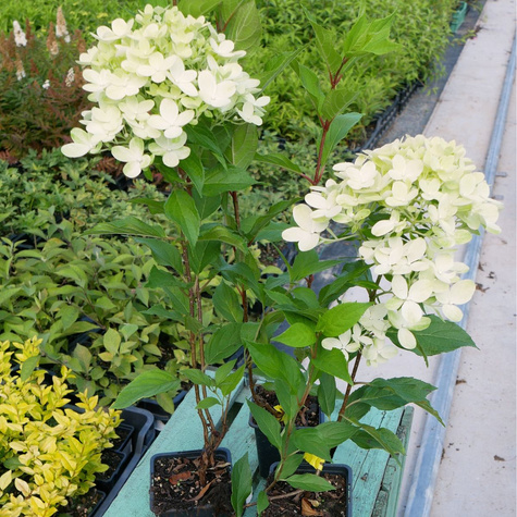 Hortensja bukietowa Graffiti (P9)