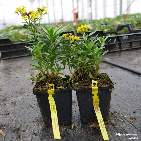 Lak wonny Goldstaub (C2)