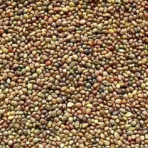 Koniczyna perska cena za 0,5 kg