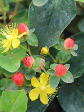 Dziurawiec bezwonny Magical Red Fame