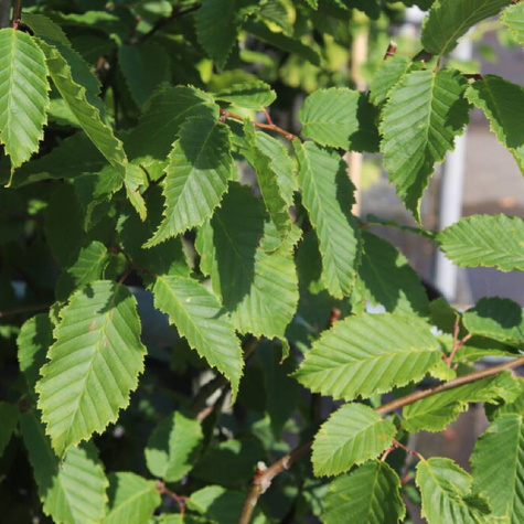 Grab kolumnowy Frans Fontaine